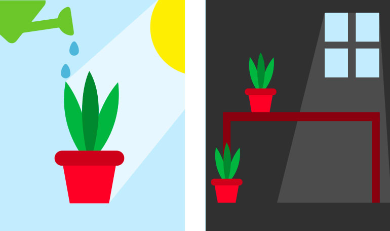 Grafik af planter til kontor der får sol og står i skygge