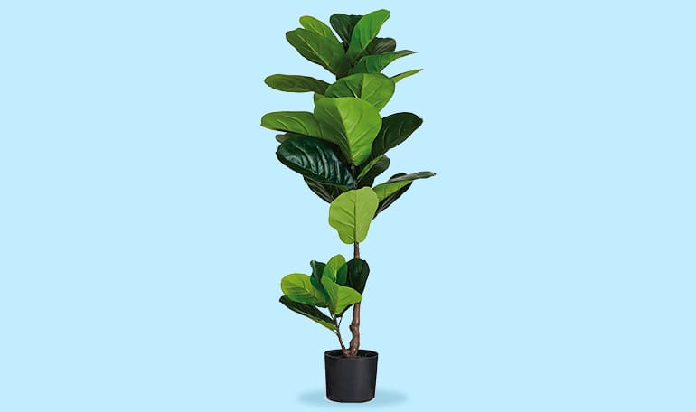 Grafik af plante til kontor på turkisblå baggrund_Planter_til_kontor_artikel