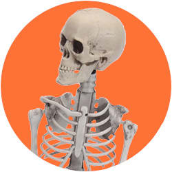 Skeletfigur, 42 cm, plast