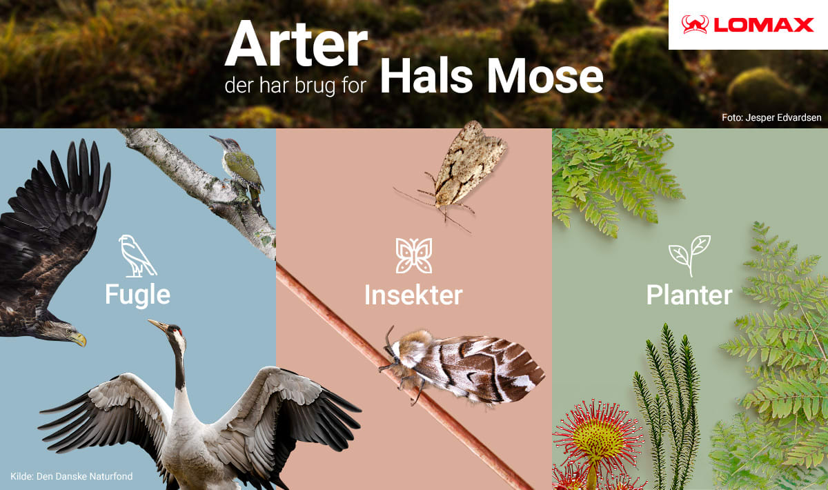 Hals Mose infografik