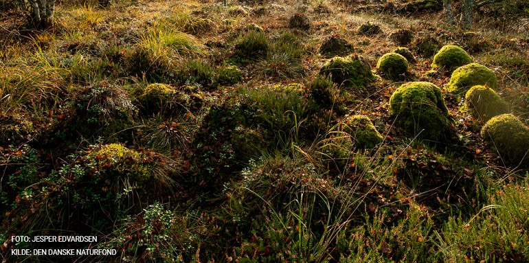 Pakker med omtanke planteliv