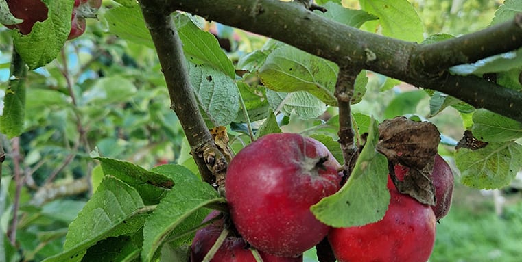 Plant et Træ æbletræ