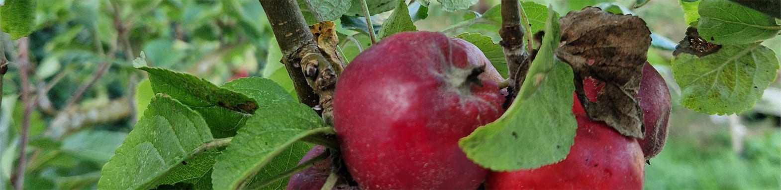 Aebletræ