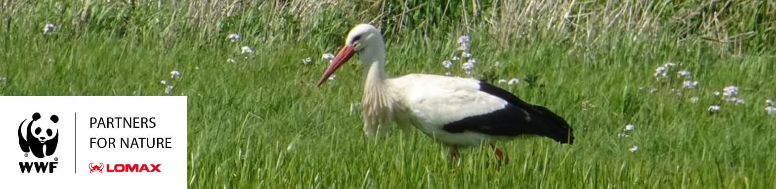 WWF og Lomax storke til Danmark