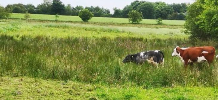 HJ Bucka foto I af tilgroet vandhul ved Jejsing matrikel