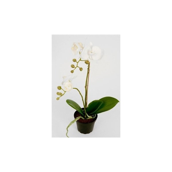 Orkide hvid H45 cm