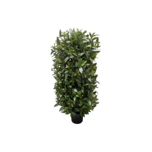 Laurbærbusk, grøn, 110cm