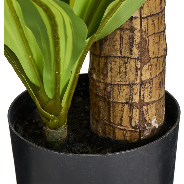 Dracena Plante inkl. potte, 80 cm