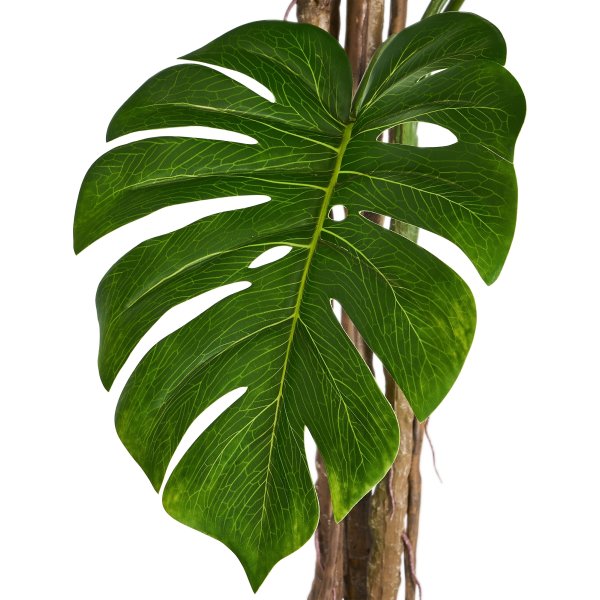 Monstera Plante inkl. potte, 180 cm