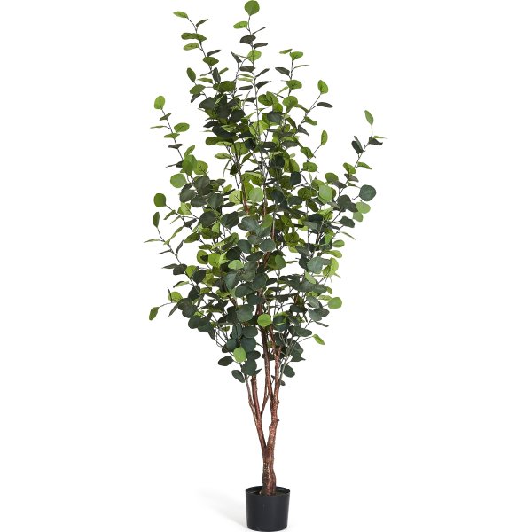 Eukalyptus Træ, 180 cm