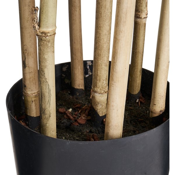 Bambus, 190 cm