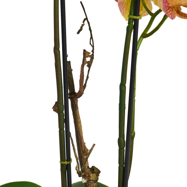 Orkide, 42 cm, Orange