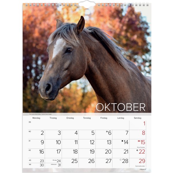 Mayland 2023 Vægkalender | Heste