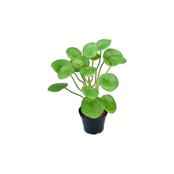 Pilea H25cm