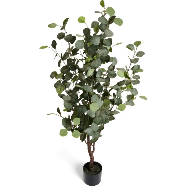 Eukalyptus Træ, 150 cm