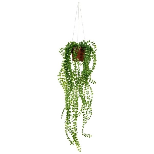 Pilea hængeplante, 55 cm