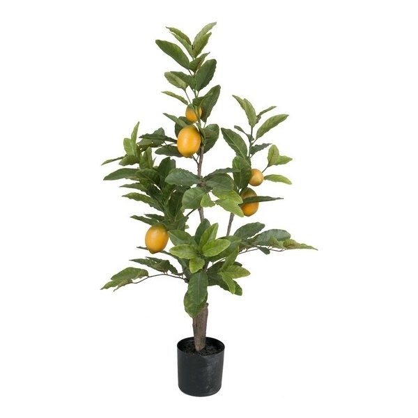 Citrontræ, 90 cm