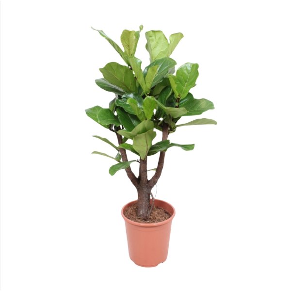 Ficus Lyrata, uden potte, 1 stk