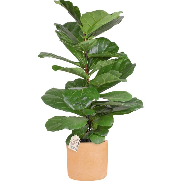 Ficus Lyrata, inkl. terracotta potte, 2 stk