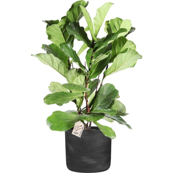 Ficus Lyrata, inkl. sort potte, 1 stk