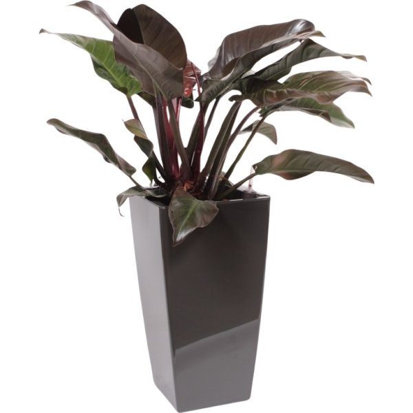 Philodendron Imperial Red, inkl. potte, 1 stk