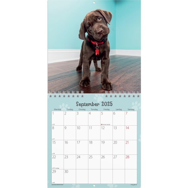 Mayland 2025 Vægkalender Mini, hundehvalpe