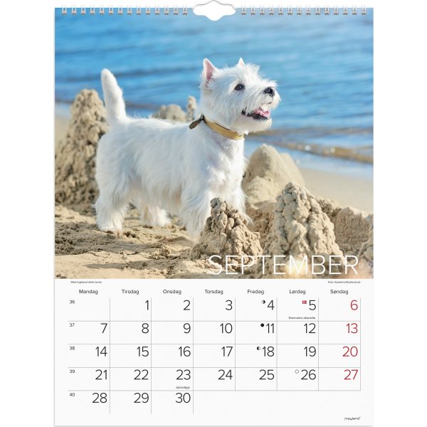 Mayland 2026 Vægkalender, hunde