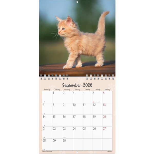 Mayland 2026 Vægkalender Mini, kattekillinger