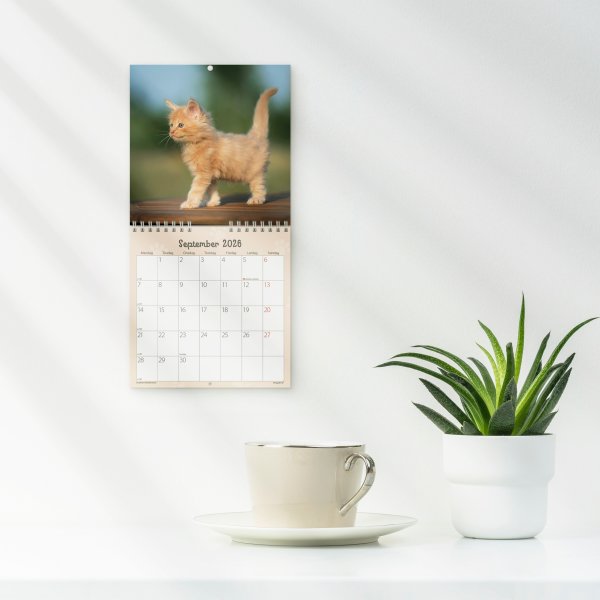 Mayland 2026 Vægkalender Mini, kattekillinger