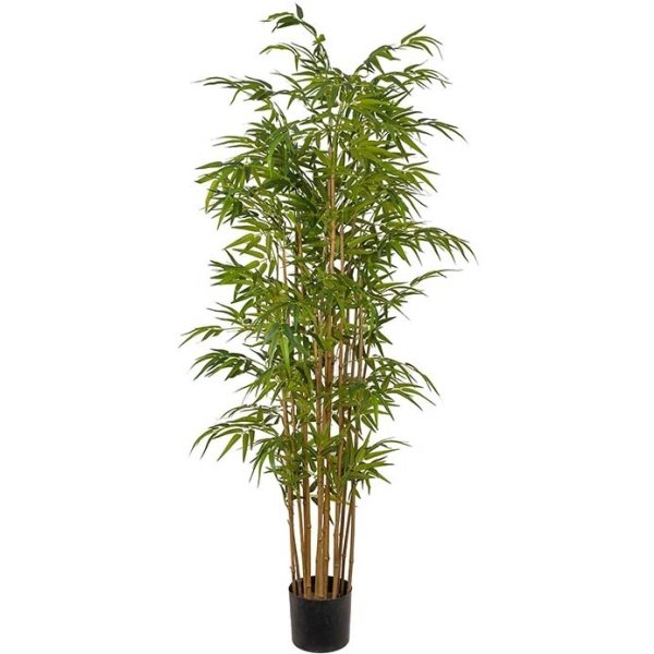 Bambus, H180 cm