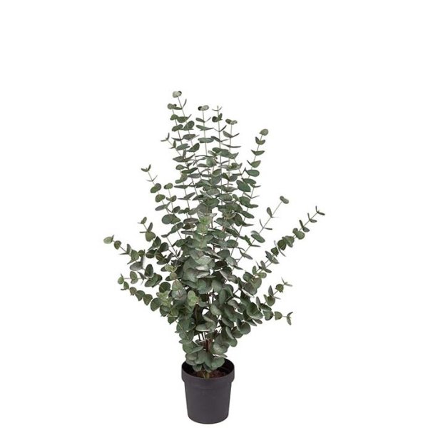 Eukalyptus, H110 cm