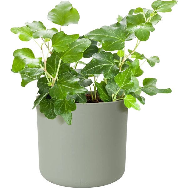 Elho B.for Soft Blomsterkrukke, 14 cm, stone green