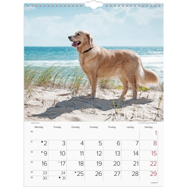 Mayland 2027 Vægkalender, hunde