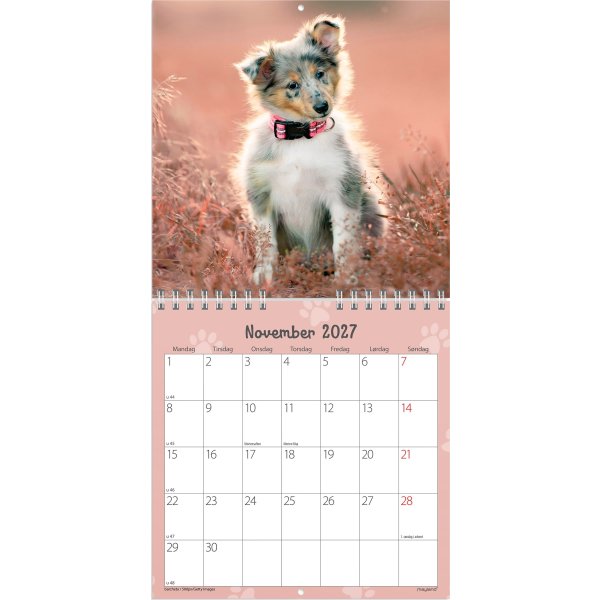 Mayland 2027 Vægkalender, Mini, hundehvalpe