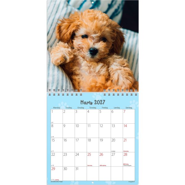 Mayland 2027 Vægkalender, Mini, hundehvalpe