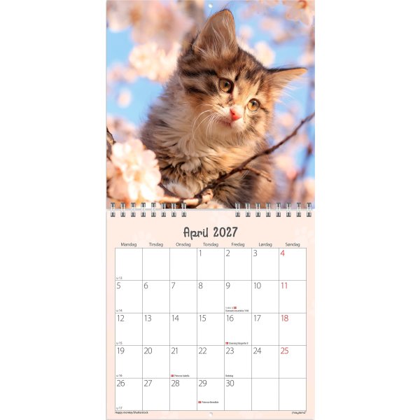 Mayland 2027 Vægkalender, Mini, kattekillinger