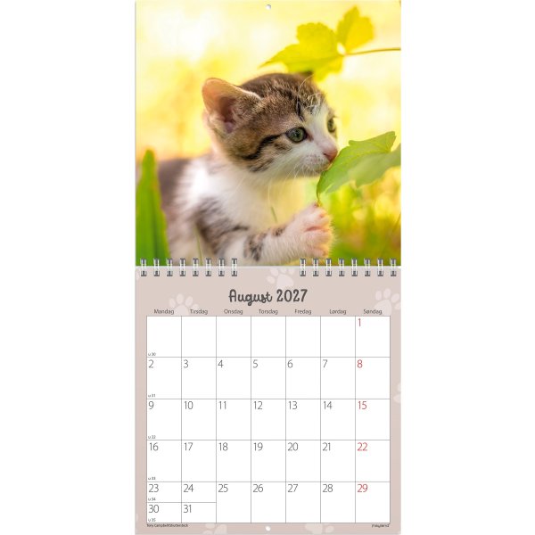 Mayland 2027 Vægkalender, Mini, kattekillinger