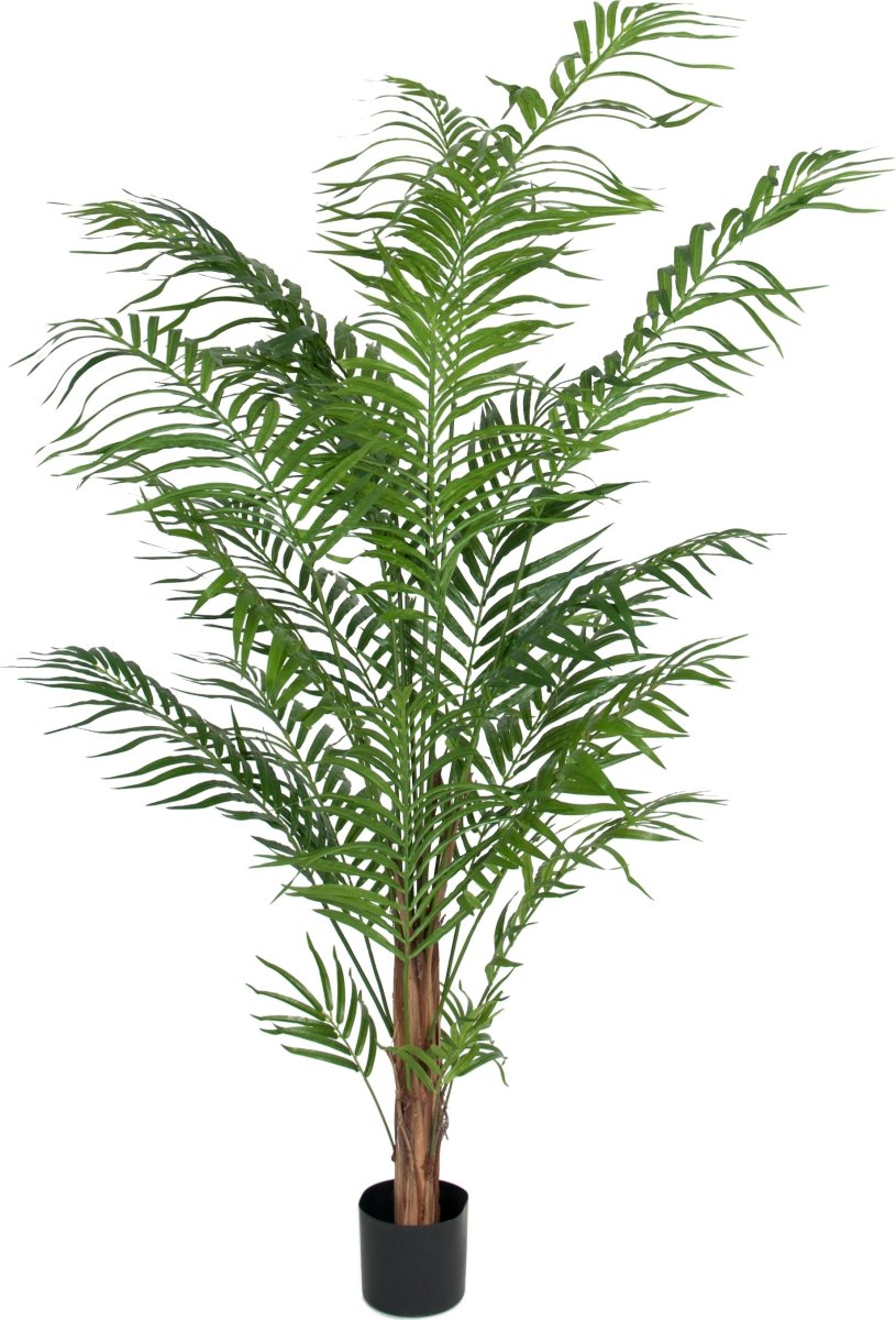Areca palme, H 180 cm