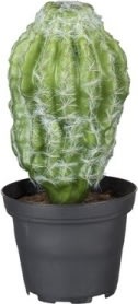 Kaktus, grøn, 18cm