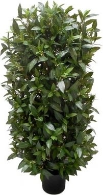 Laurbærbusk, grøn, 110cm