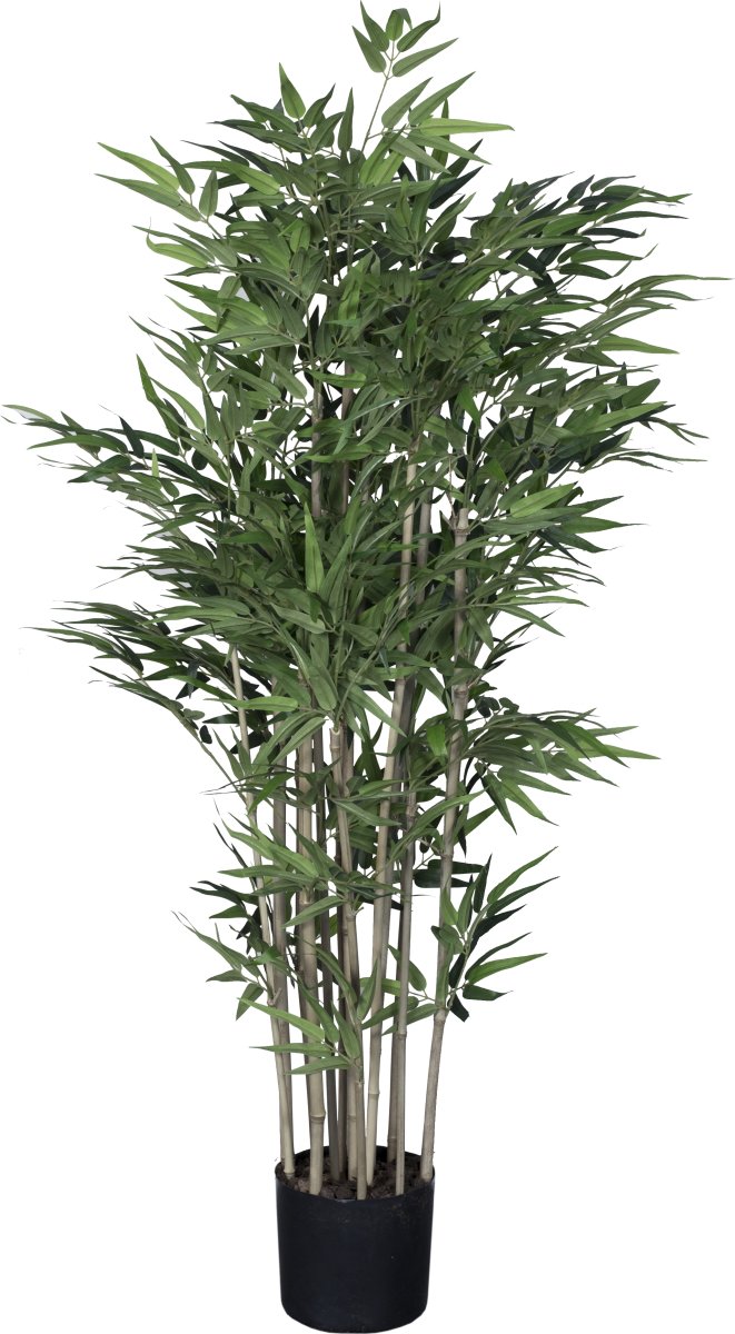 Bambus, H180 cm