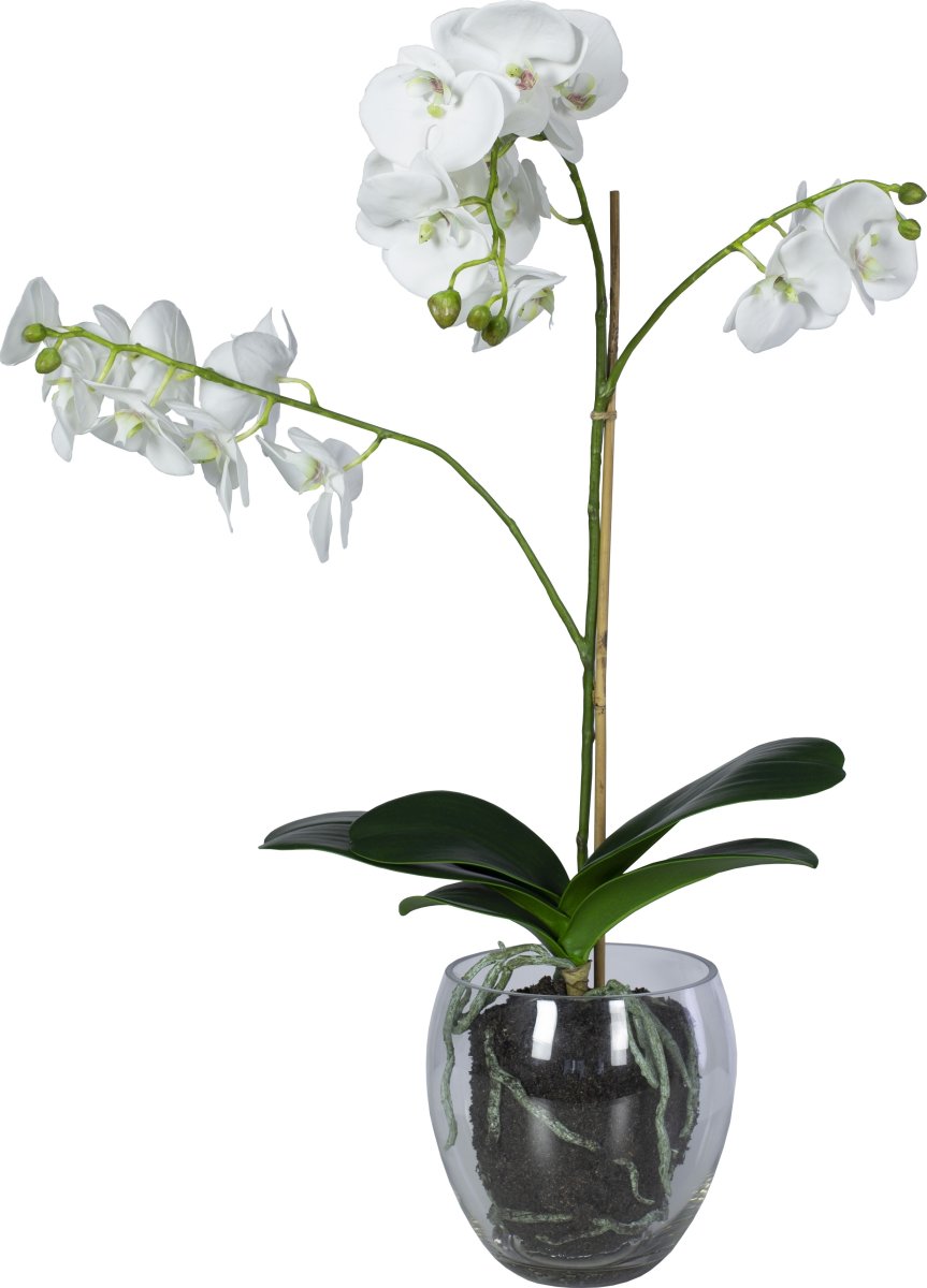 Orkide, inkl. glaskrukke, H65 cm, Hvid