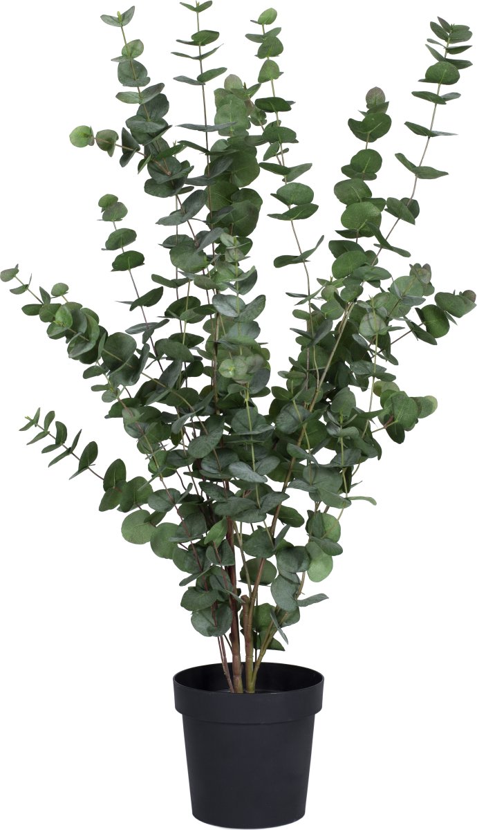 Eukalyptus, H110 cm