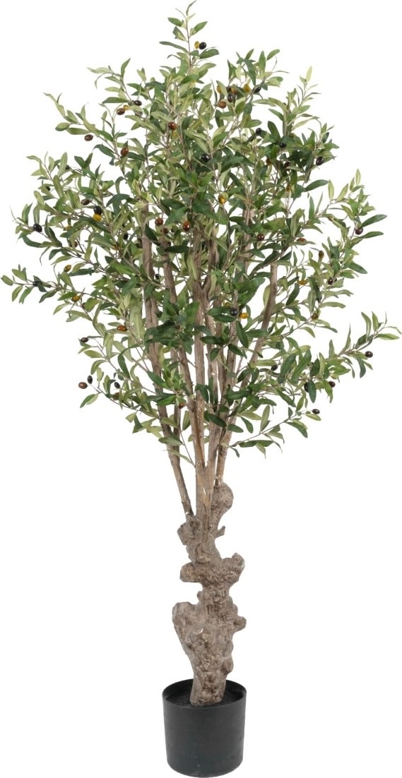 Oliventræ, H160 cm