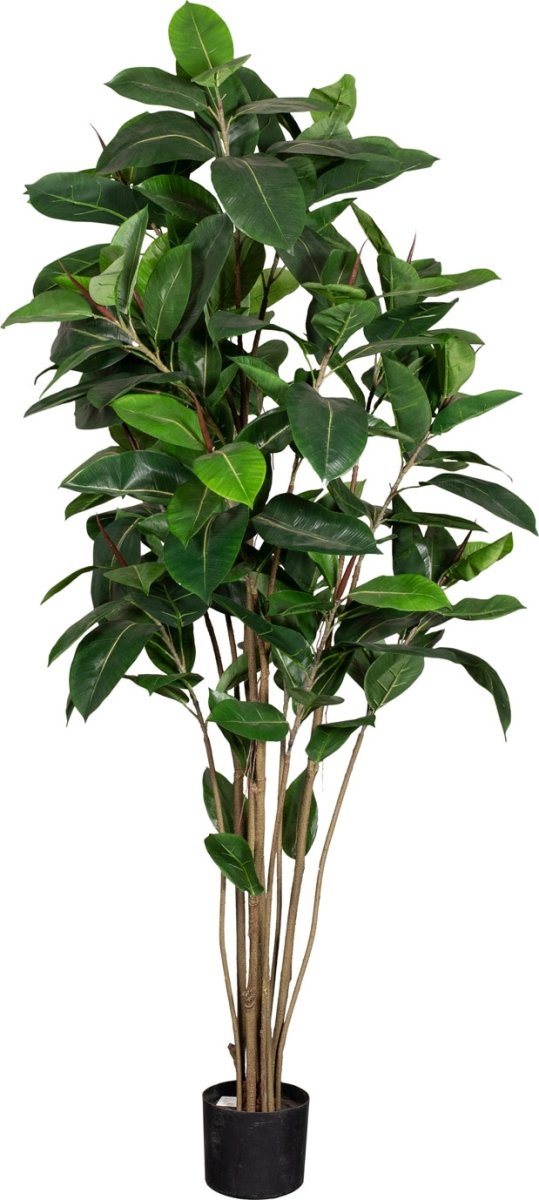 Figen Robusta, H180 cm
