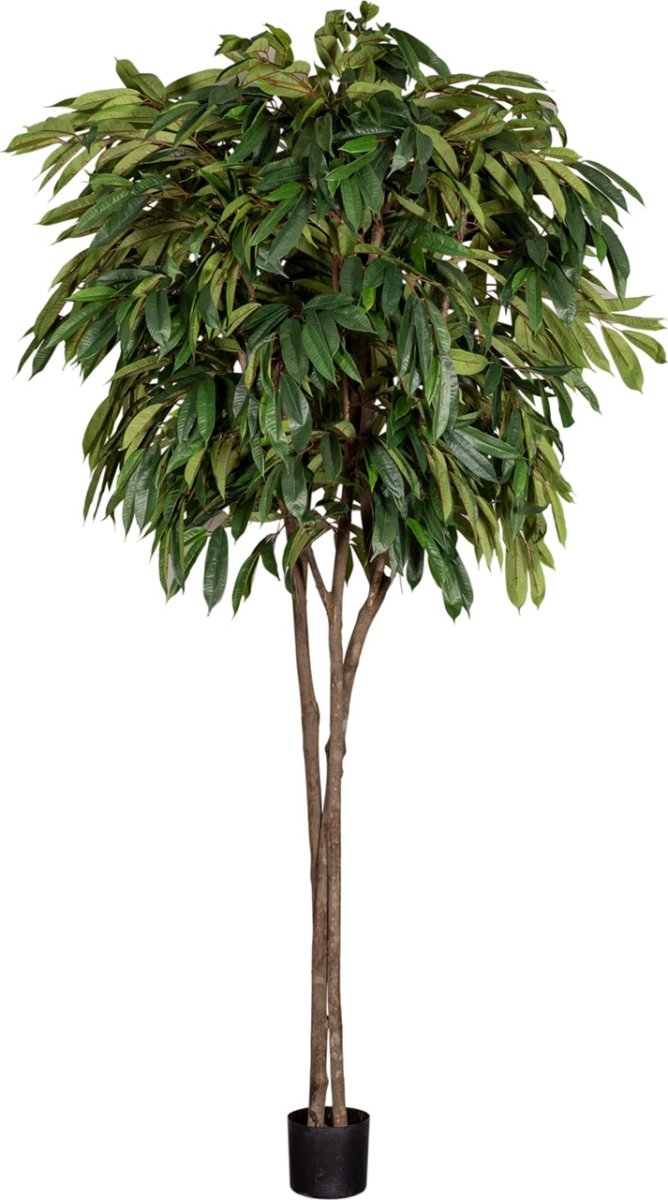 Longifolia Træ, H260 cm