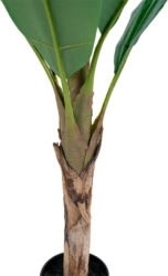 Banan Palme, H160 cm