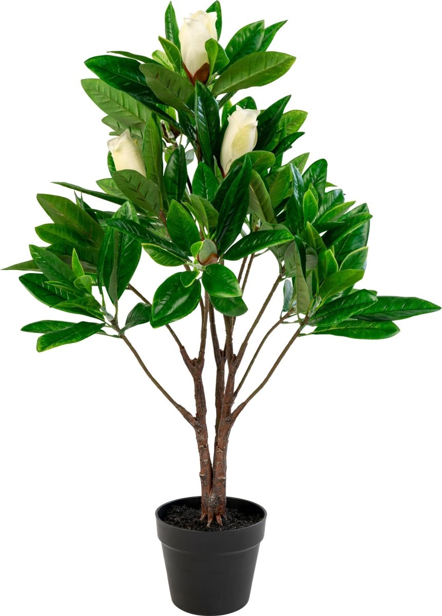 Magnoliatræ, H90 cm