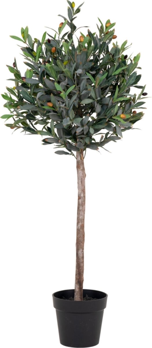Oliventræ, H120 cm