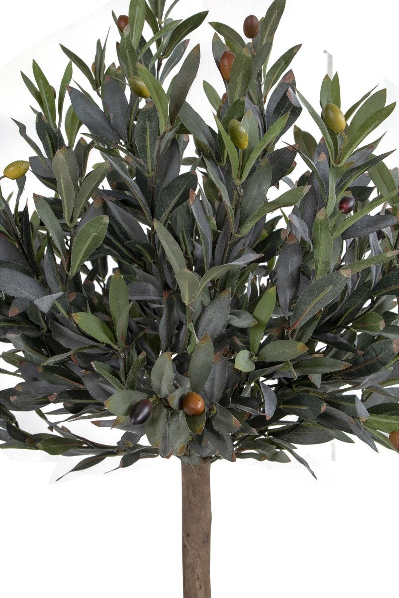 Oliventræ, H120 cm